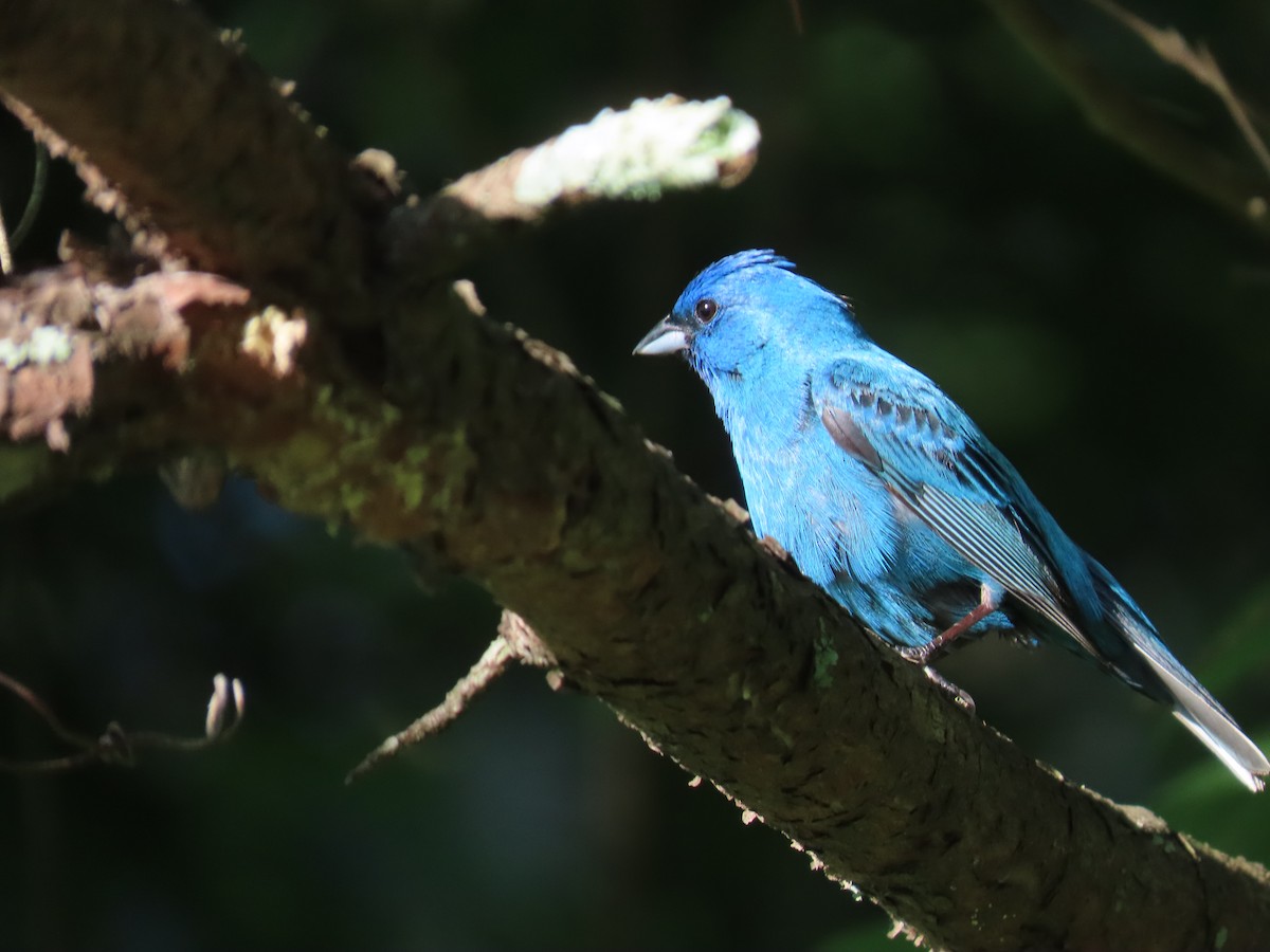 Indigo Bunting - ML620136362