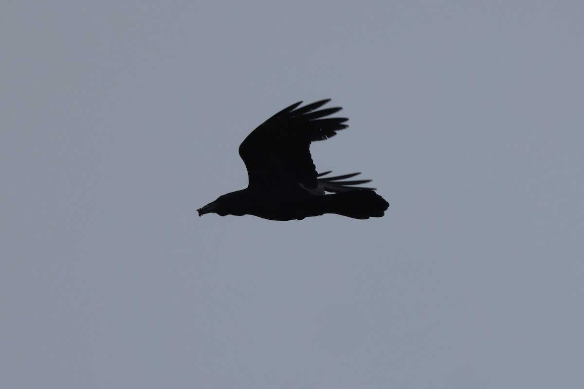 Common Raven - ML620136363
