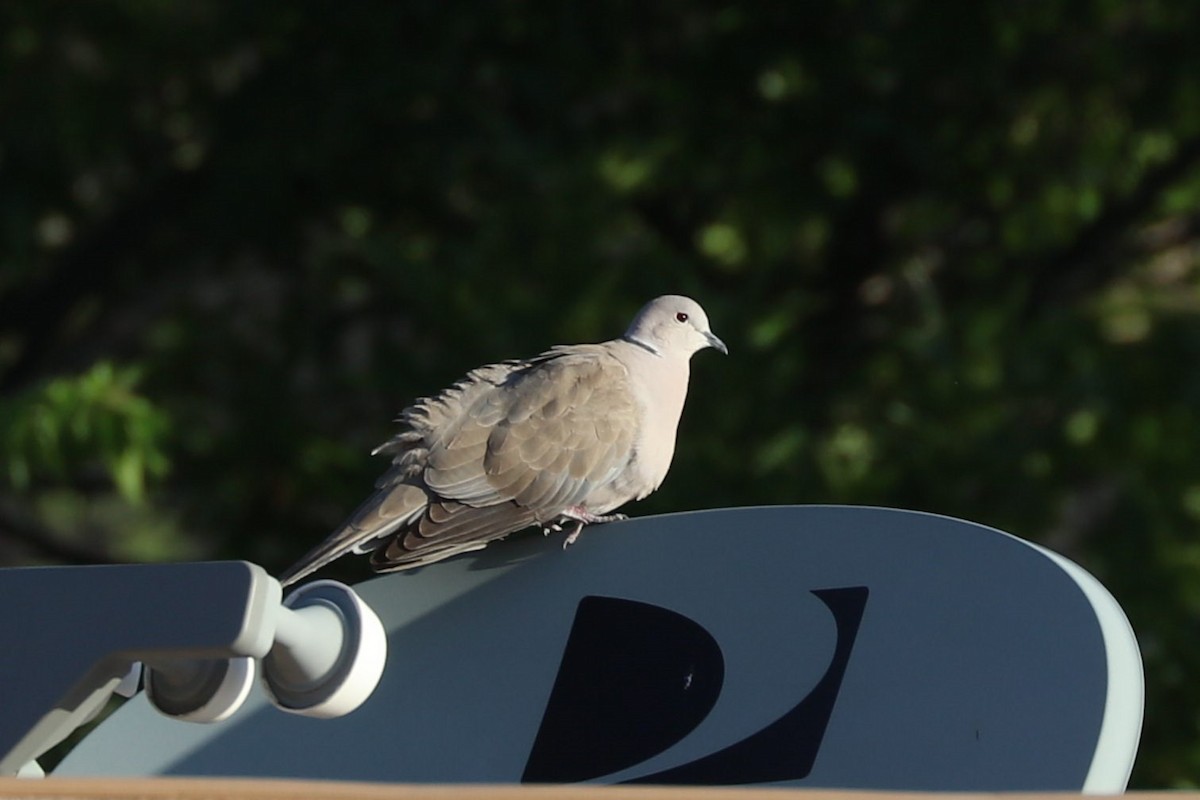 Eurasian Collared-Dove - ML620136367