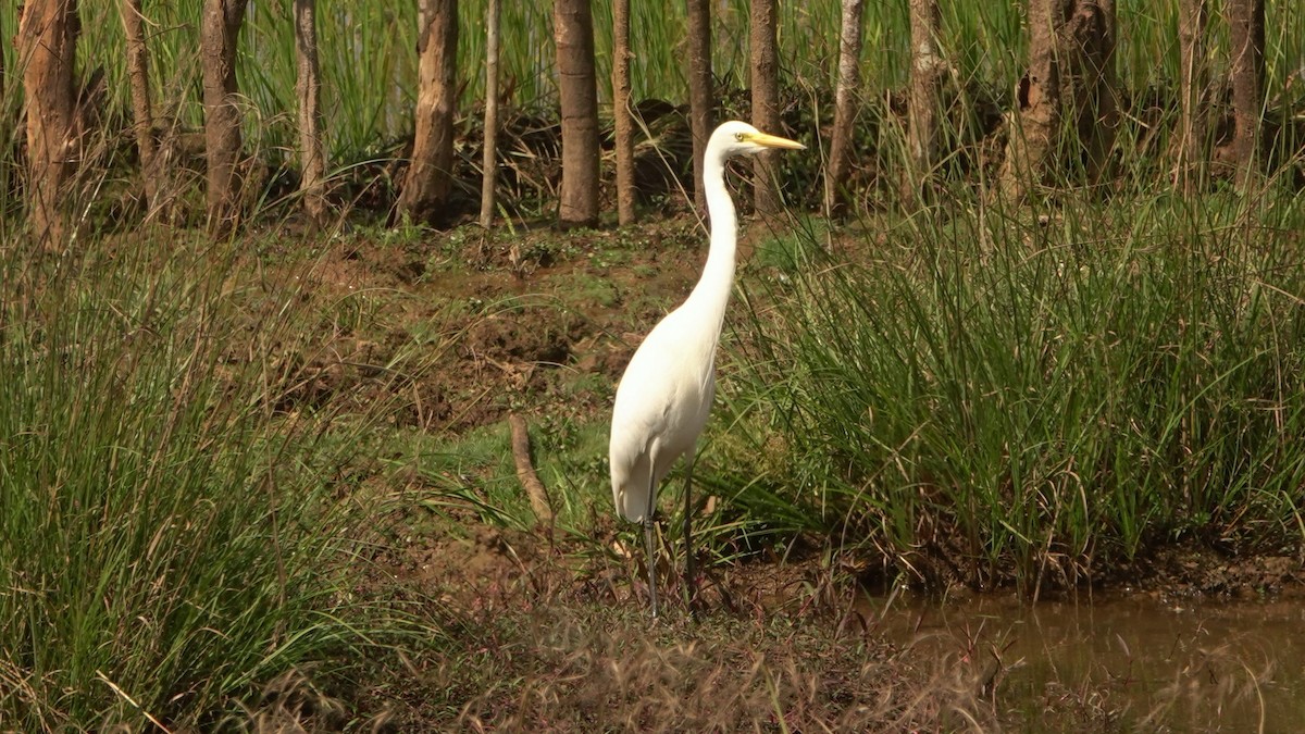 Medium Egret - ML620136374