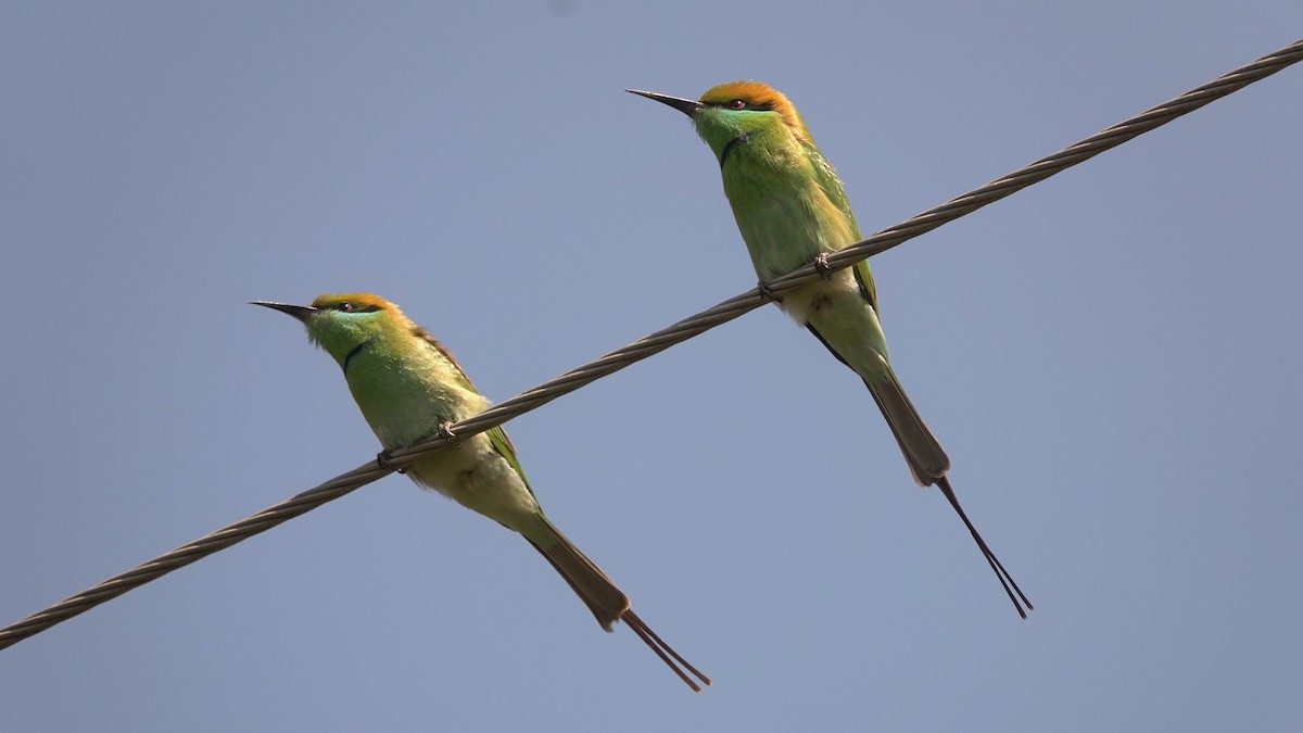 Asian Green Bee-eater - ML620136379