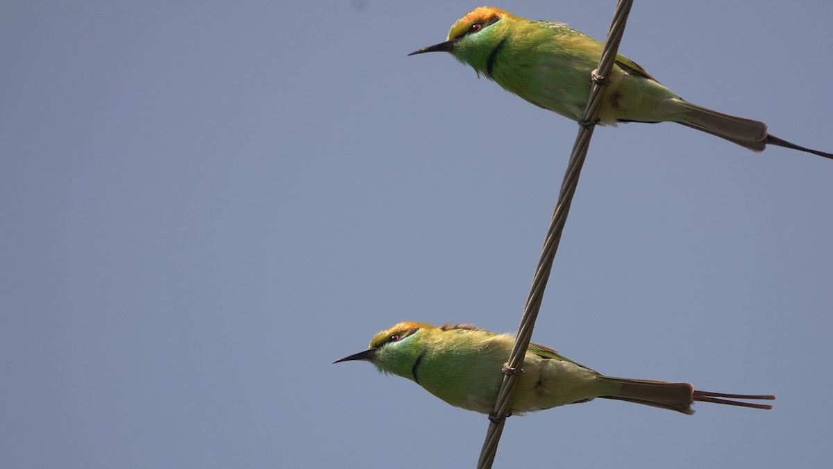 Asian Green Bee-eater - ML620136380