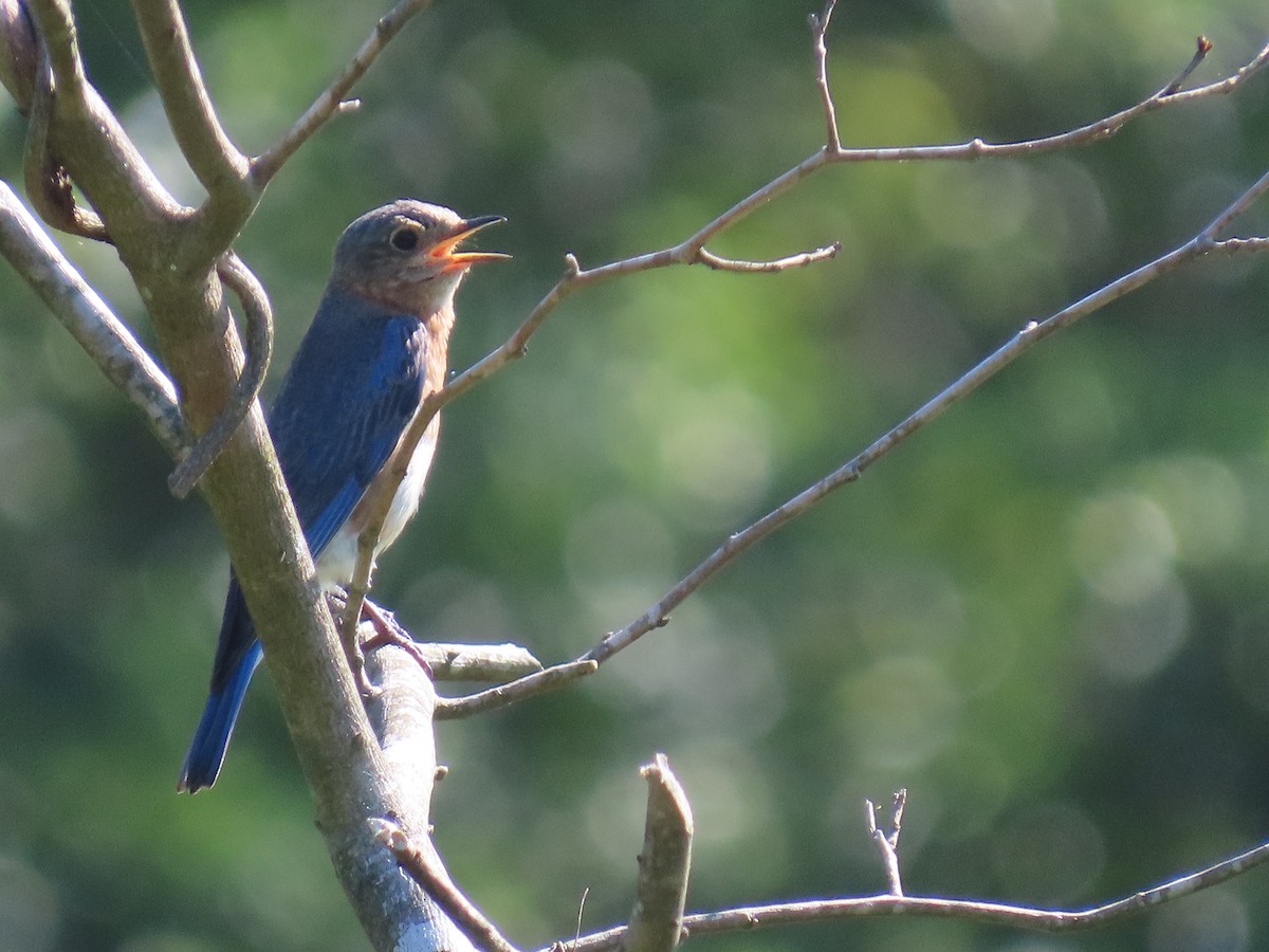 Eastern Bluebird - ML620136381