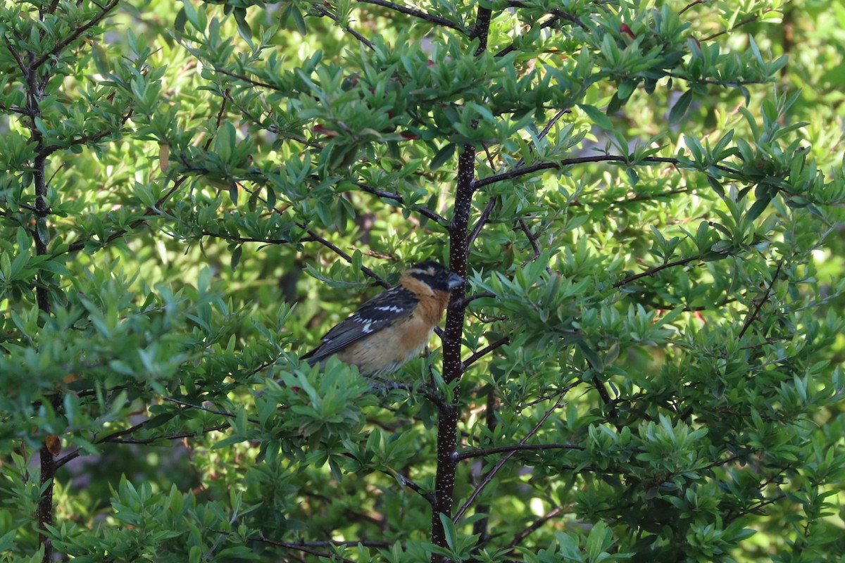 Black-headed Grosbeak - ML620136382