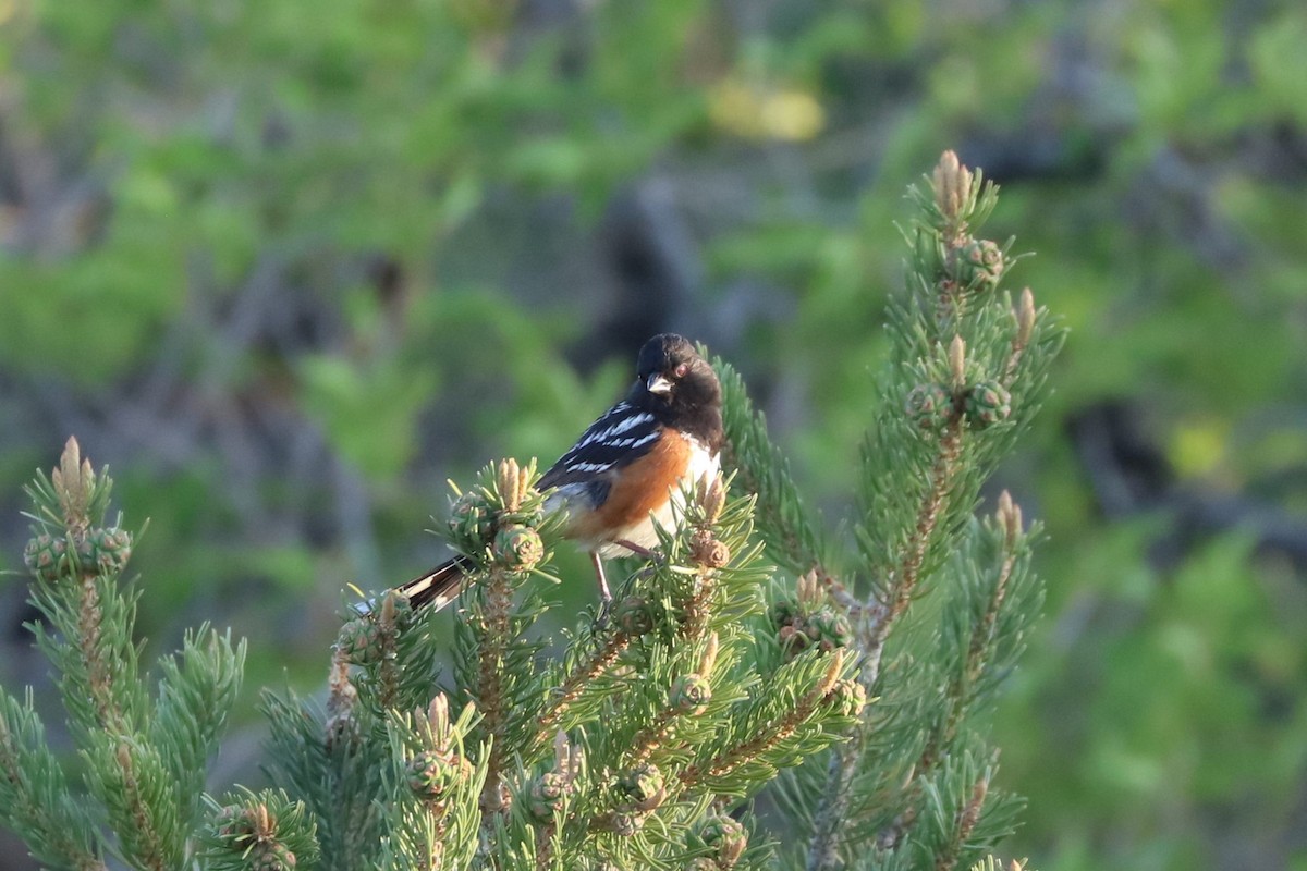 Spotted Towhee - ML620136384