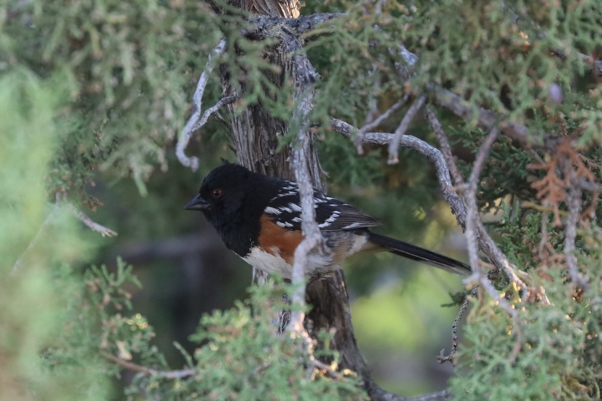 Spotted Towhee - ML620136385
