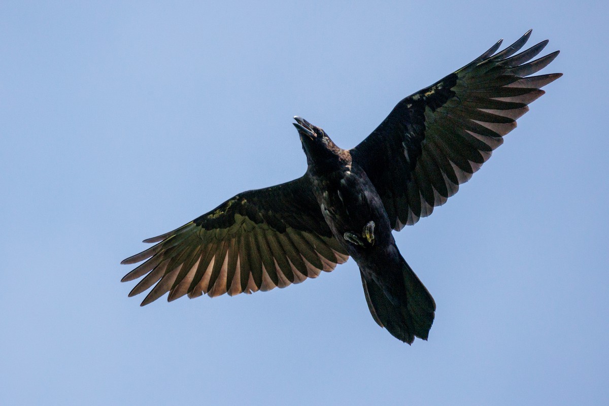 Common Raven - ML620136391