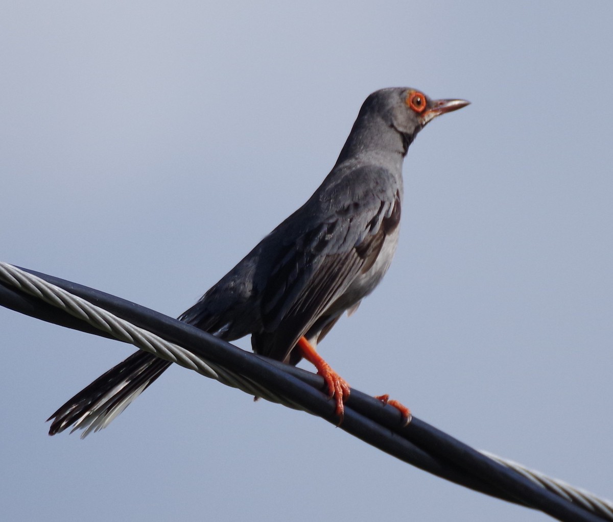 Red-legged Thrush - ML620136398