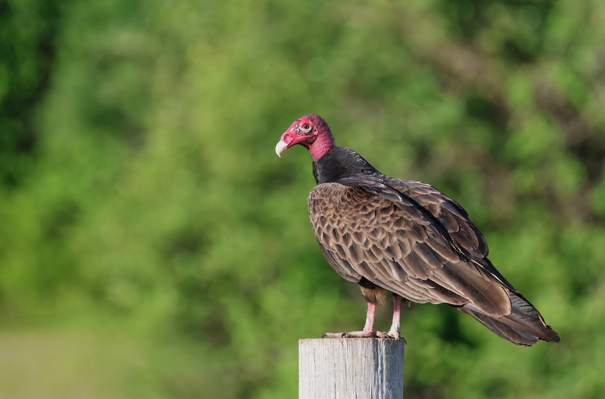 Turkey Vulture - ML620136404