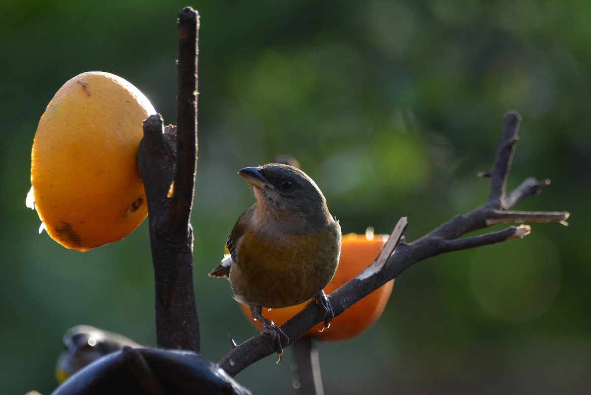 Blue-and-yellow Tanager - ML620136407