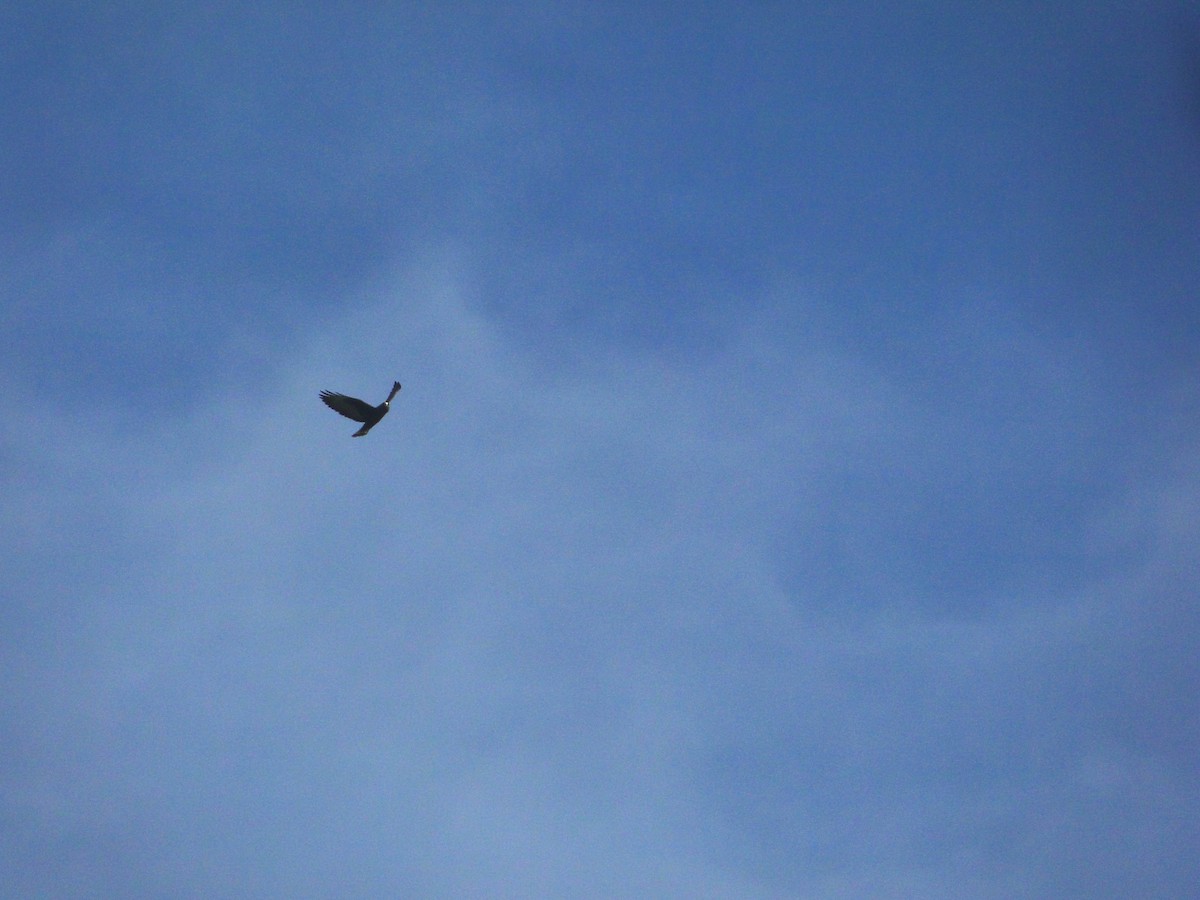 Short-tailed Hawk - ML620136419