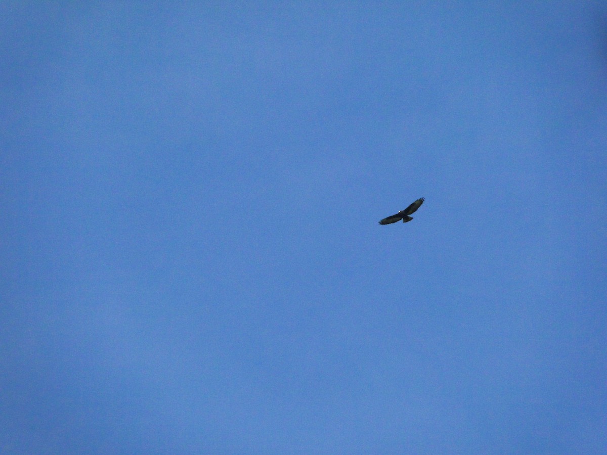 Short-tailed Hawk - ML620136420