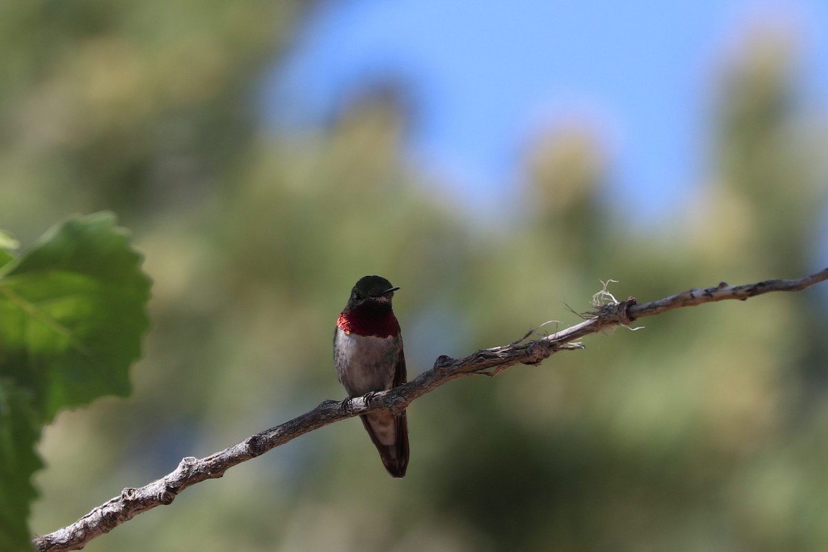 Broad-tailed Hummingbird - ML620136430