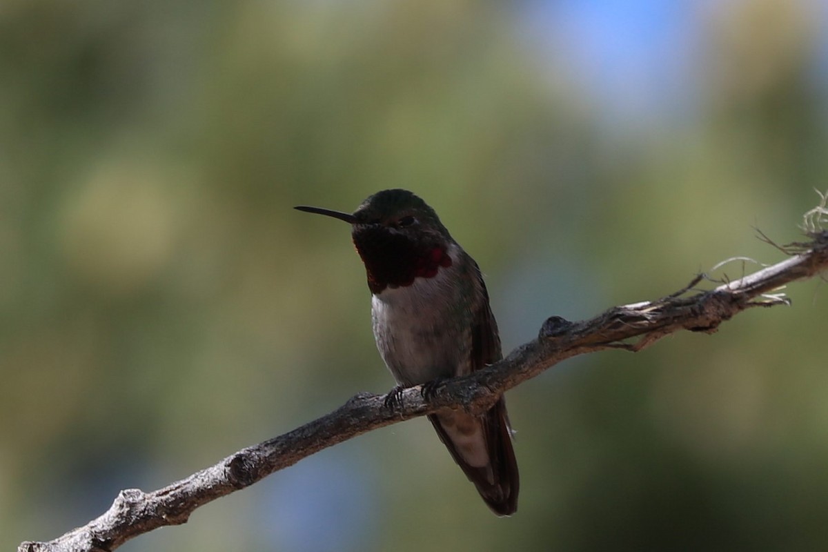 Broad-tailed Hummingbird - ML620136431