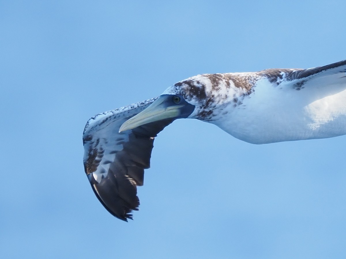 Masked Booby - ML620136435