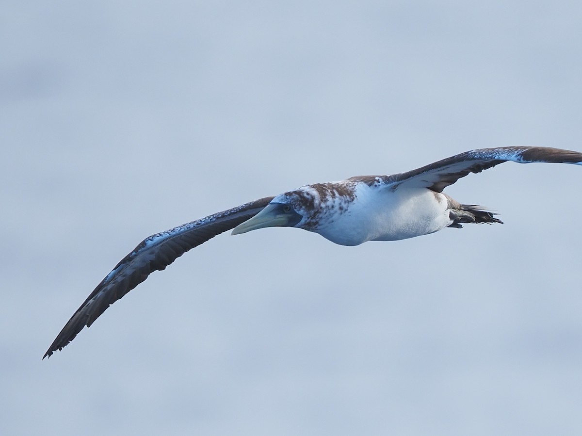 Masked Booby - ML620136445