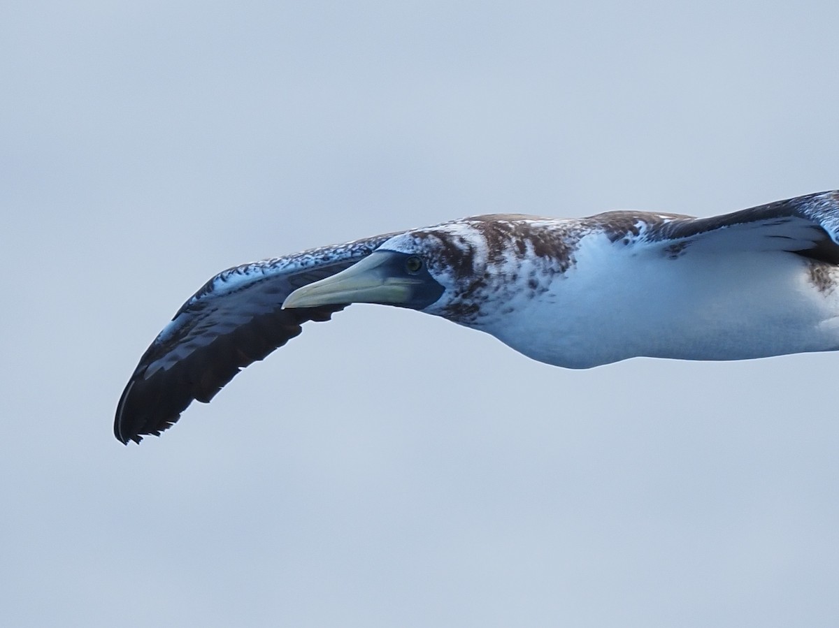 Masked Booby - ML620136449