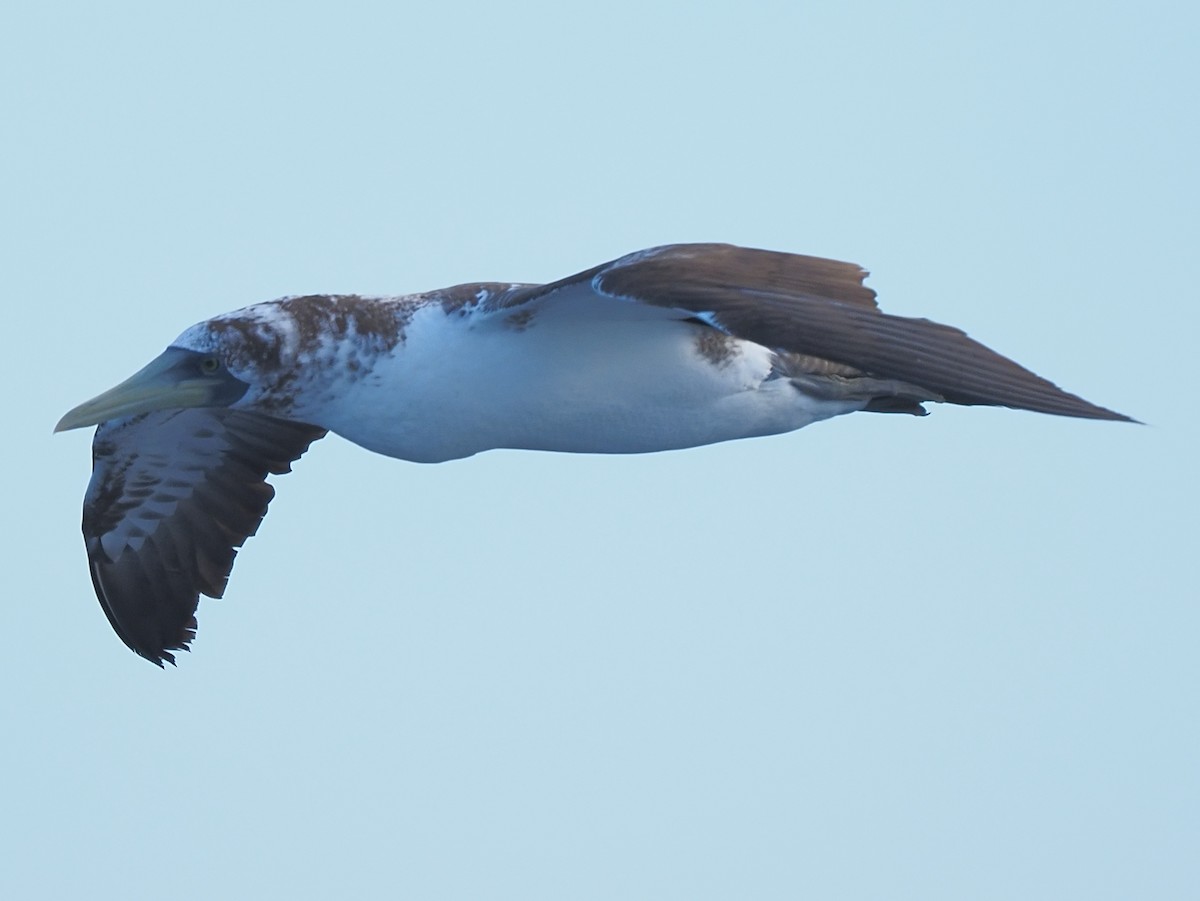 Masked Booby - ML620136450