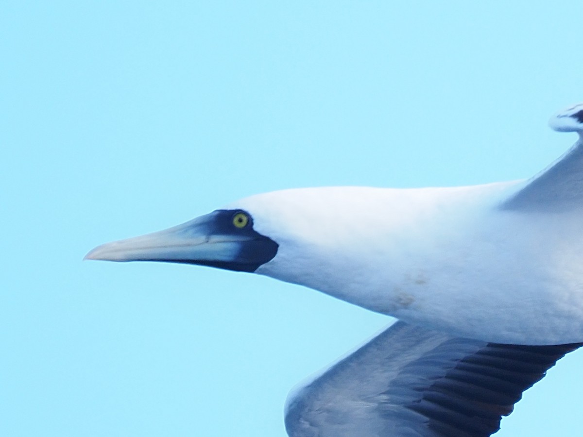 Masked Booby - ML620136451