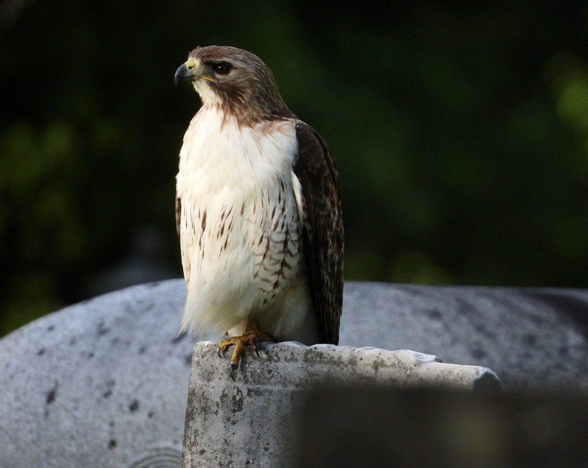 Red-tailed Hawk - ML620136470