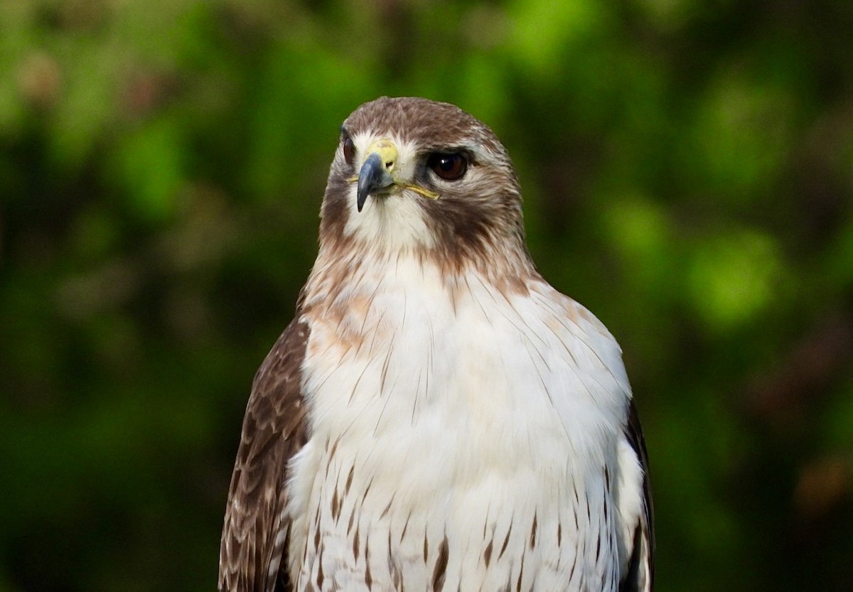 Red-tailed Hawk - ML620136471