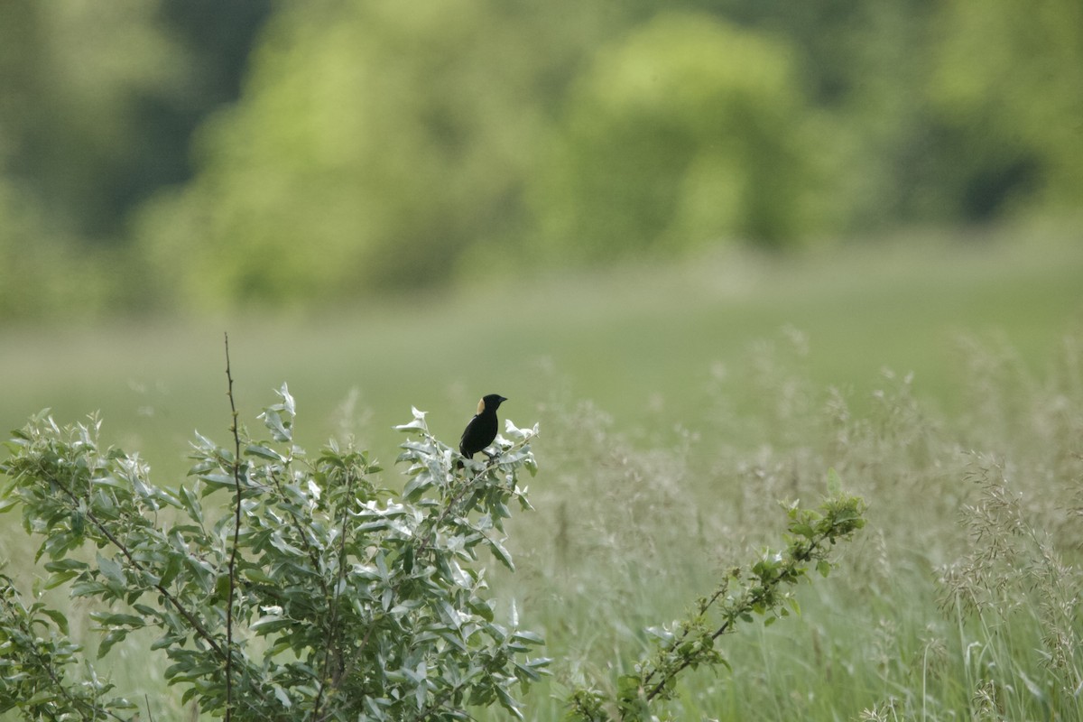 Bobolink - ML620136478