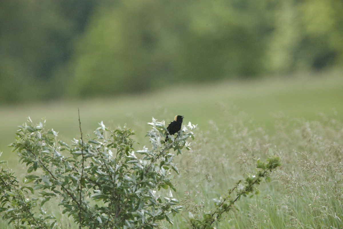 Bobolink - ML620136485