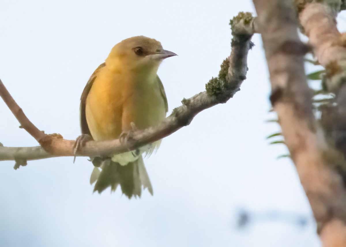 Orchard Oriole - ML620136487