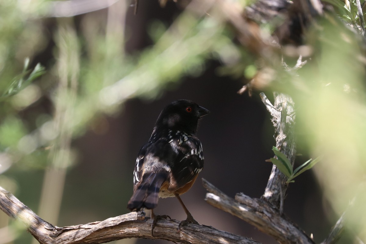 Spotted Towhee - ML620136501