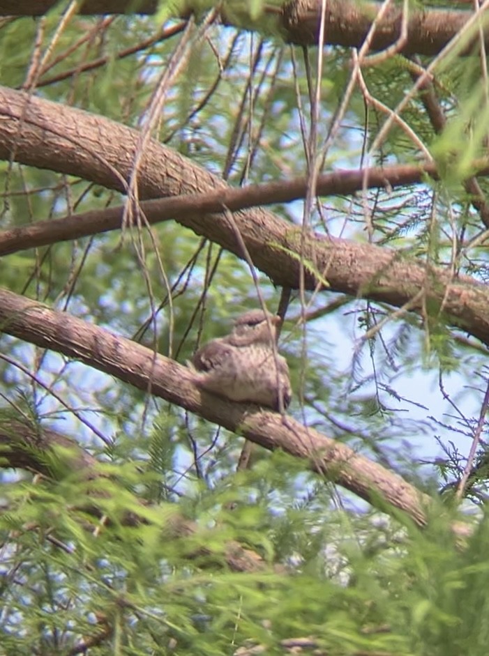 Northern Mockingbird - ML620136519