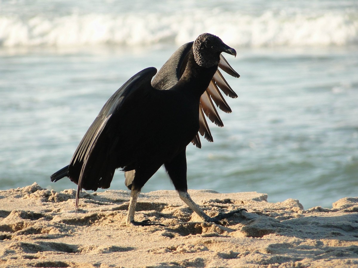 Black Vulture - ML620136520