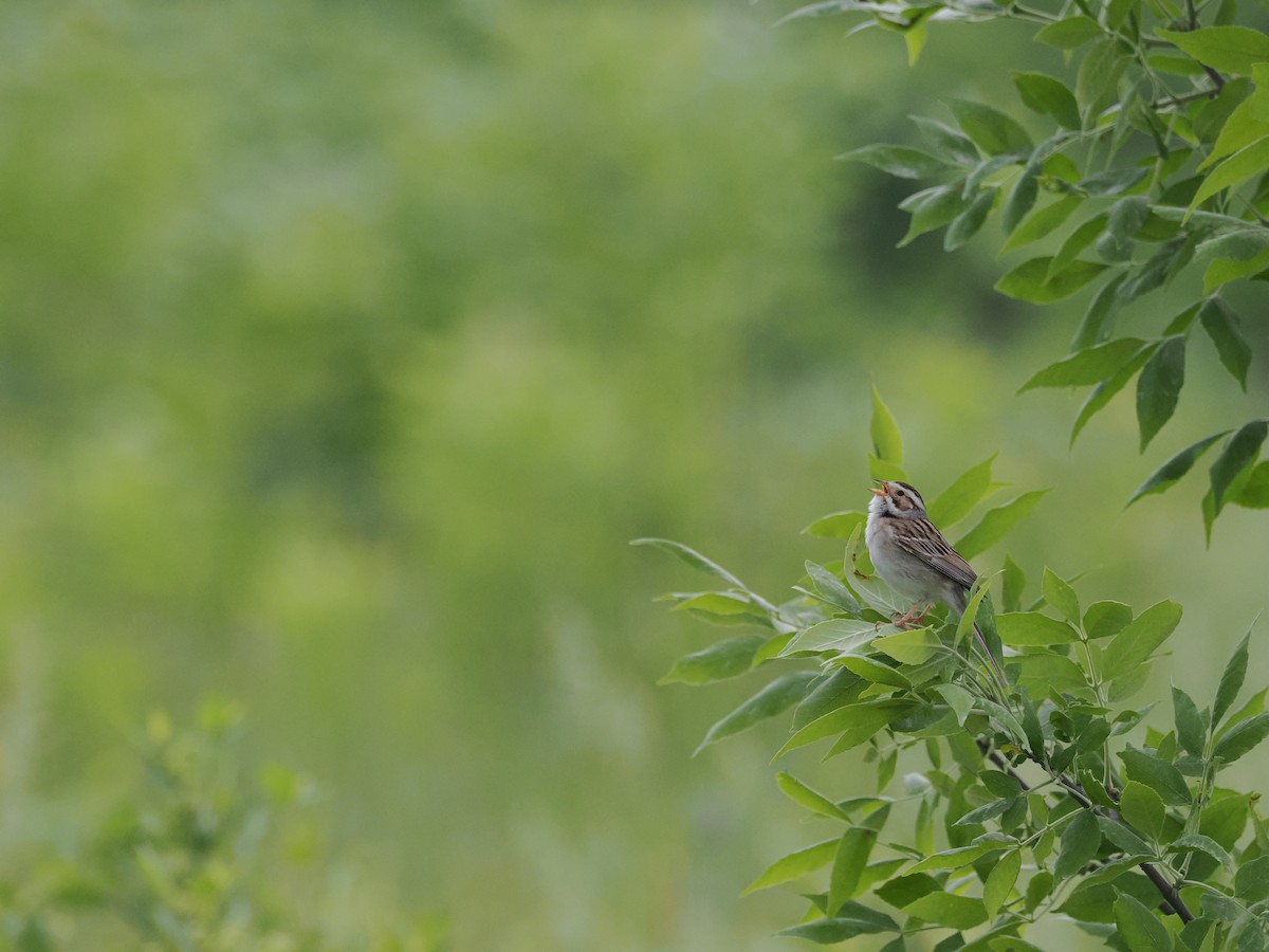 Clay-colored Sparrow - ML620136523