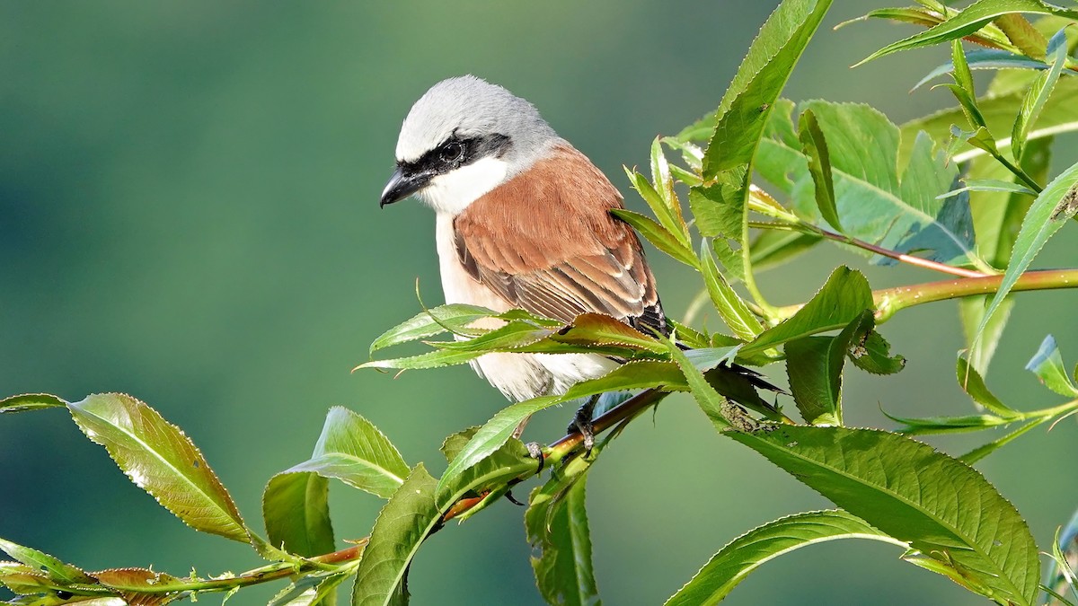 Red-backed Shrike - ML620136529