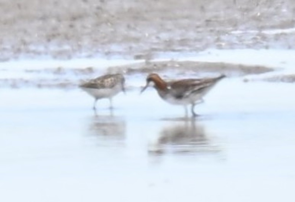 Red-necked Phalarope - ML620136539