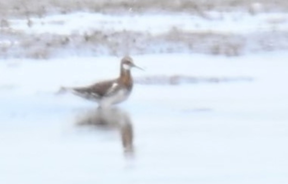 Red-necked Phalarope - ML620136540