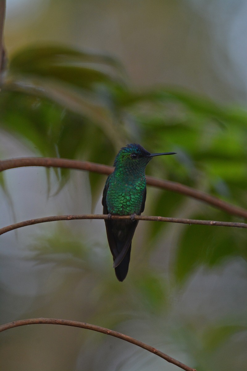 kolibřík fialovotemenný - ML620136549