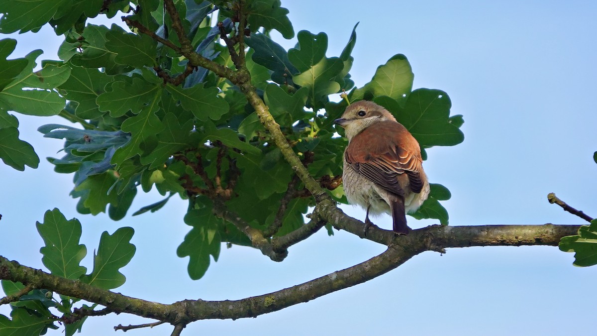 Red-backed Shrike - ML620136554