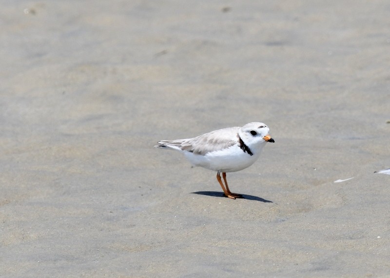 Piping Plover - ML620136555