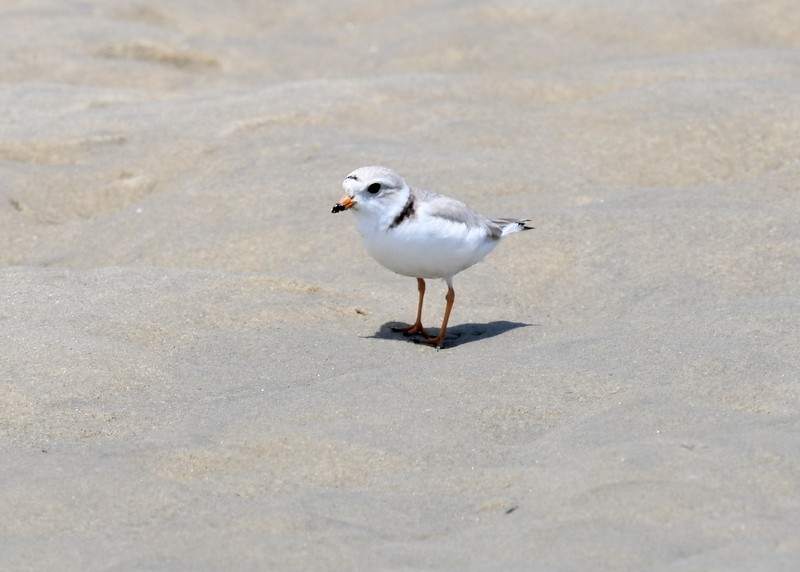 Piping Plover - ML620136556
