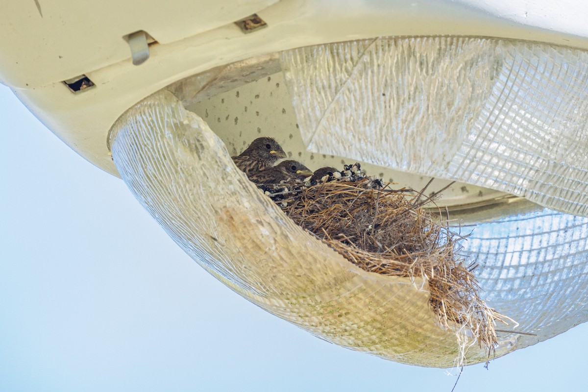 House Finch - Leena McCluney
