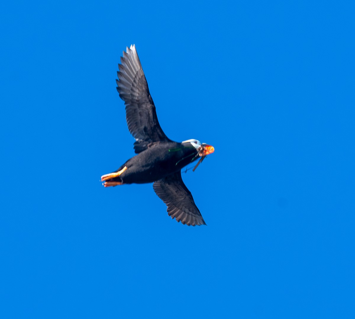 Tufted Puffin - ML620136582