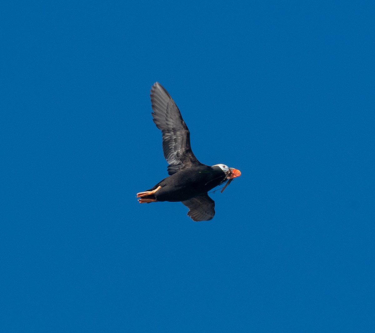 Tufted Puffin - ML620136583