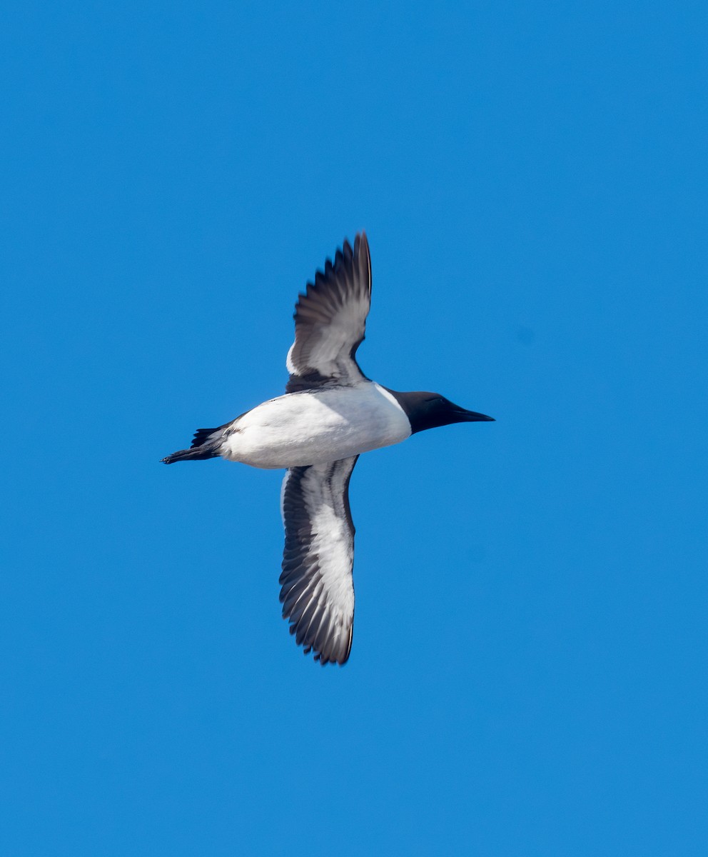 Common Murre - ML620136587