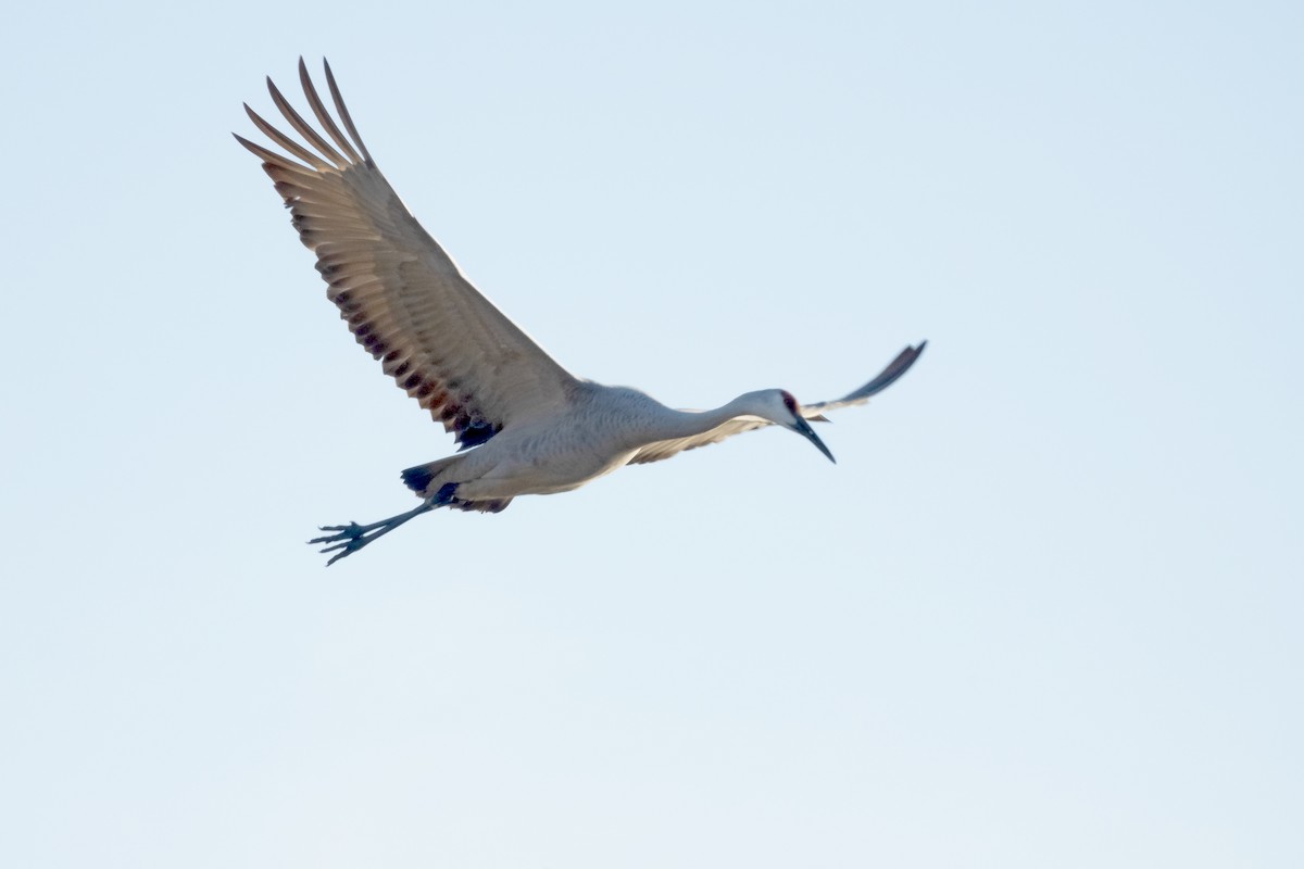 Whooping Crane - Peter Weber 🦉