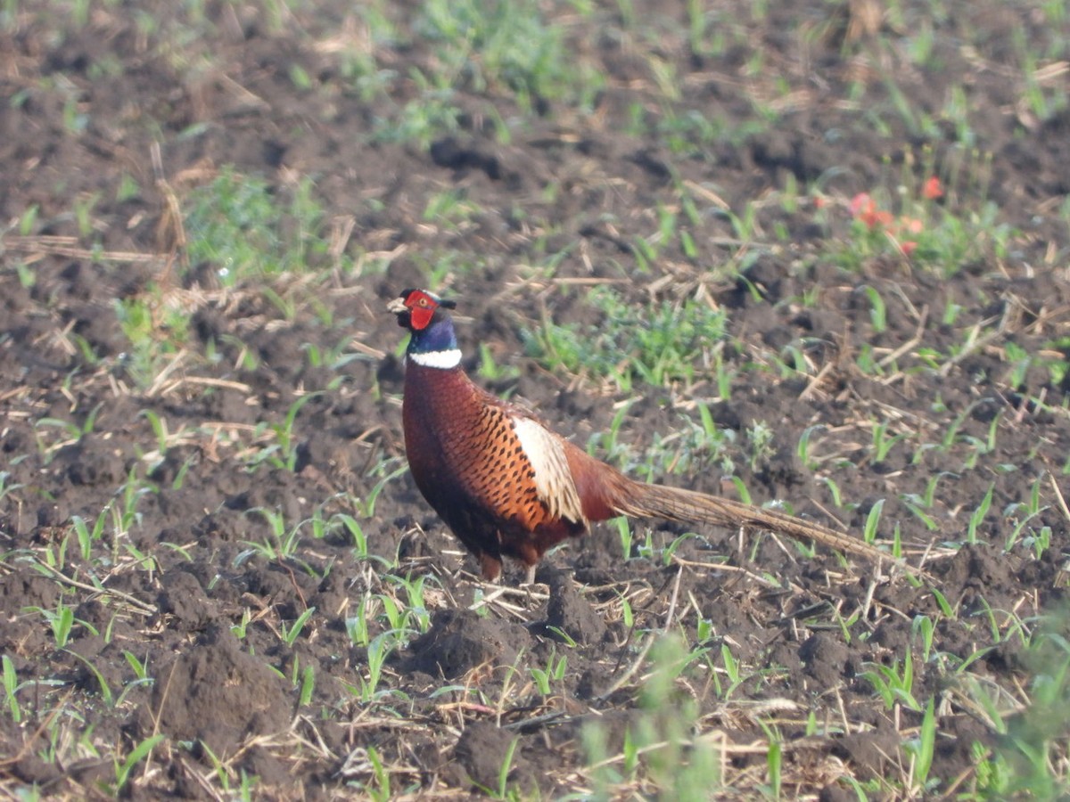 Ring-necked Pheasant - ML620136605