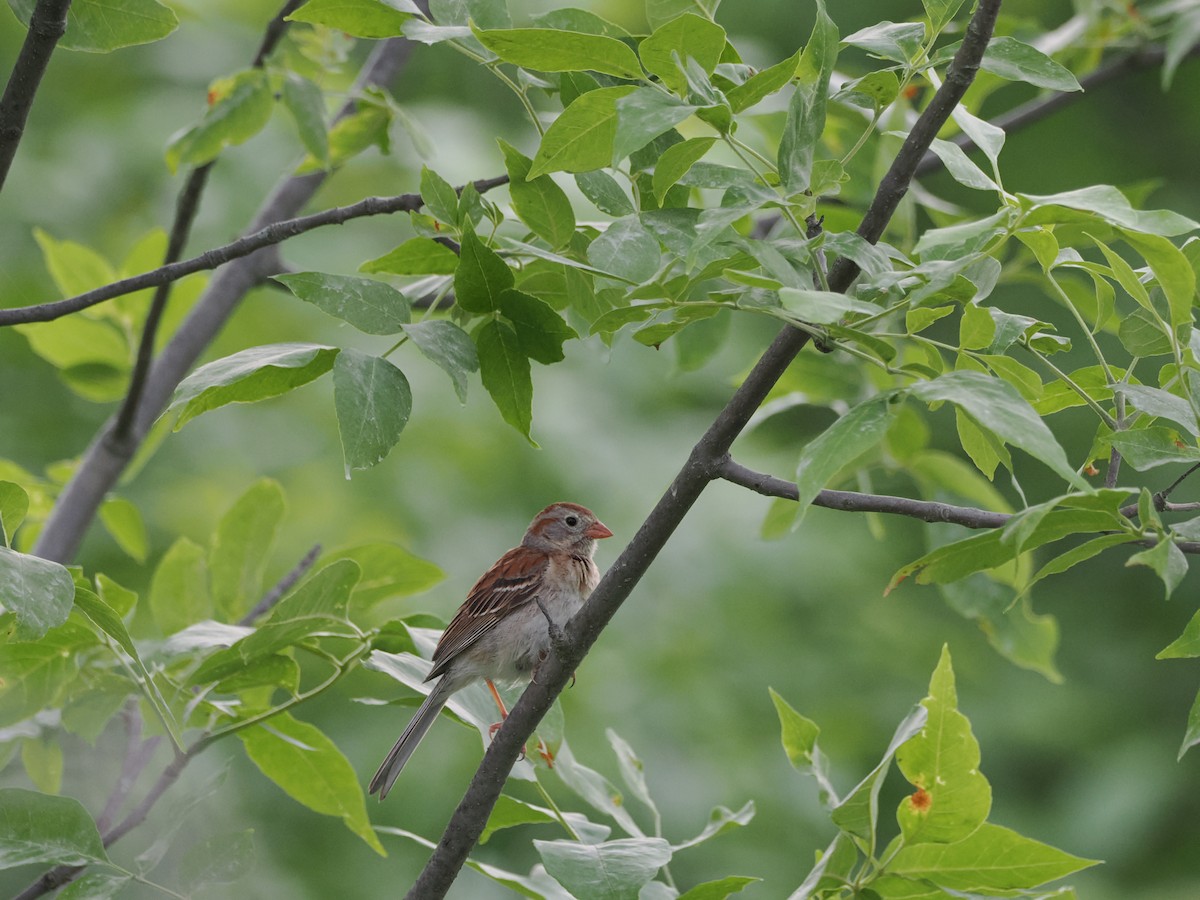 Field Sparrow - ML620136613