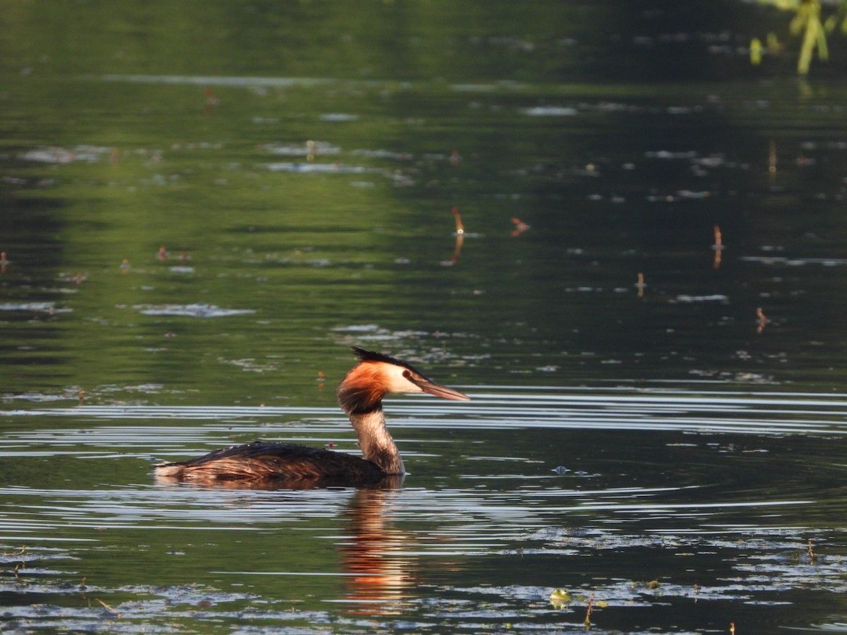 Great Crested Grebe - ML620136617