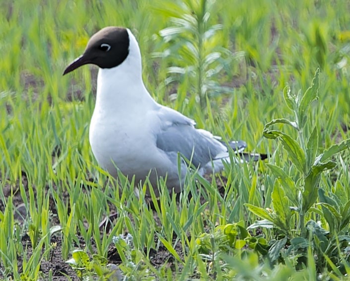 Black-headed Gull - ML620136619