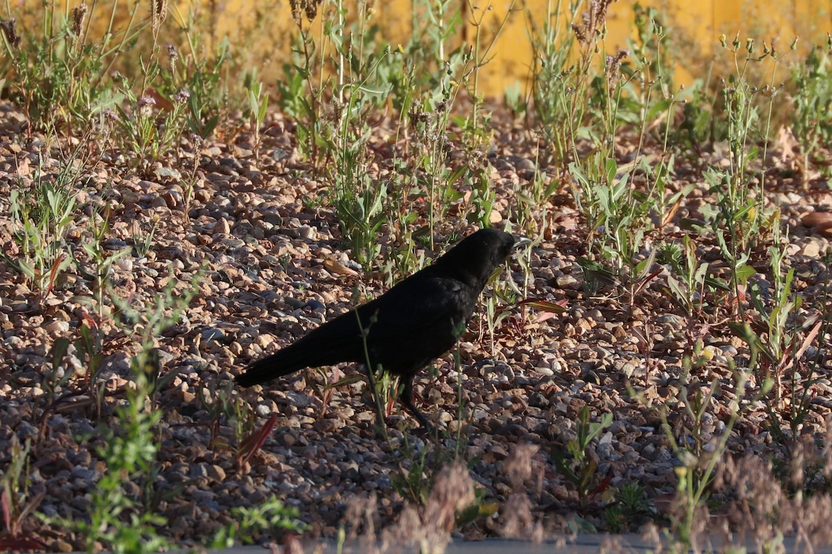 American Crow - ML620136622