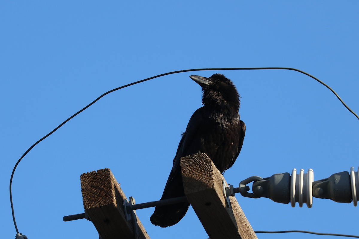 Common Raven - ML620136631